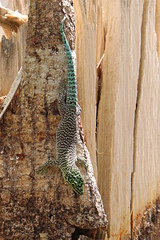 Phelsuma standingi