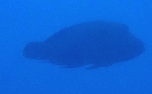 Cheilinus undulatus