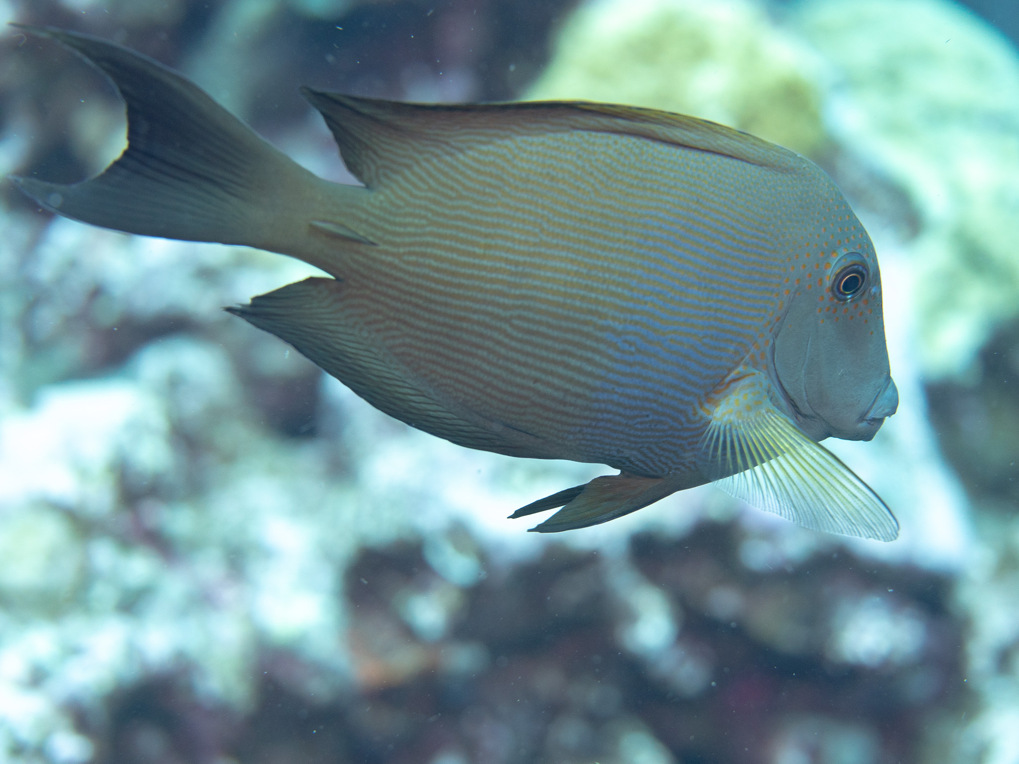 Ctenochaetus striatus