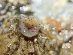 Kaburakia excelsa
