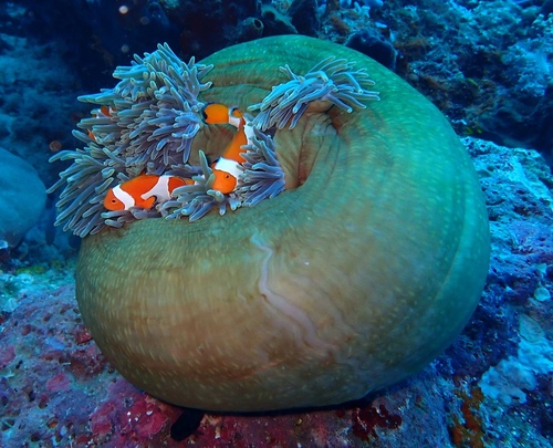 Amphiprion ocellaris