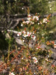 Baeckea leptocaulis