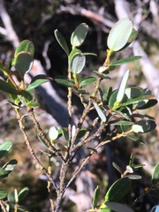 Eucryphia milliganii
