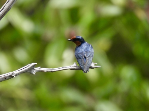 Hirundo javanica