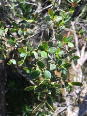 Eucryphia milliganii
