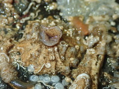Kaburakia excelsa