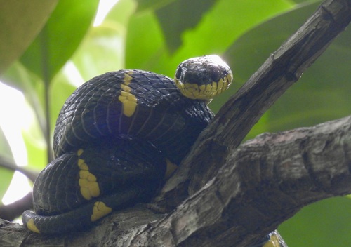 Boiga melanota