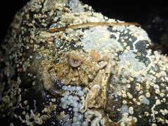 Kaburakia excelsa