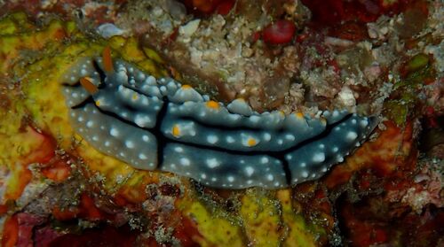 Phyllidia elegans