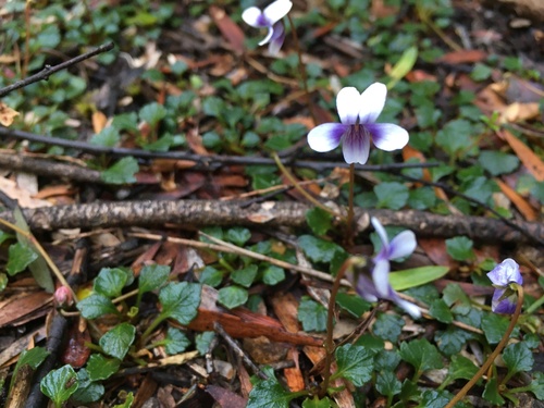 Image of Viola serpentinicola by (c) Miguel de Salas, some rights reserved (CC BY-SA)