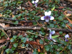 Viola serpentinicola