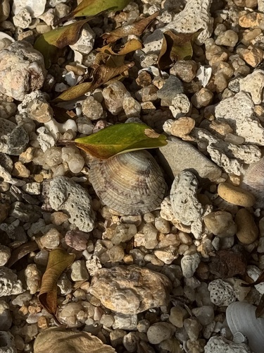 Gafrarium divaricatum observed 2026-01-27