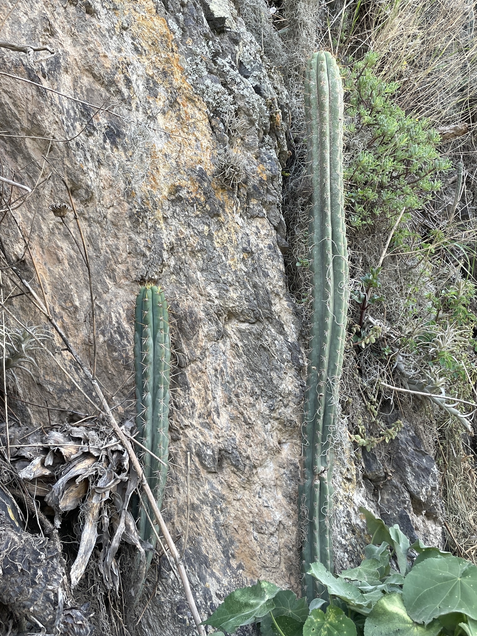 Cactus de Cuzco