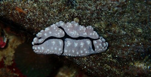 Phyllidiopsis krempfi