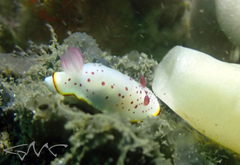 Goniobranchus daphne