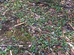 Viola serpentinicola