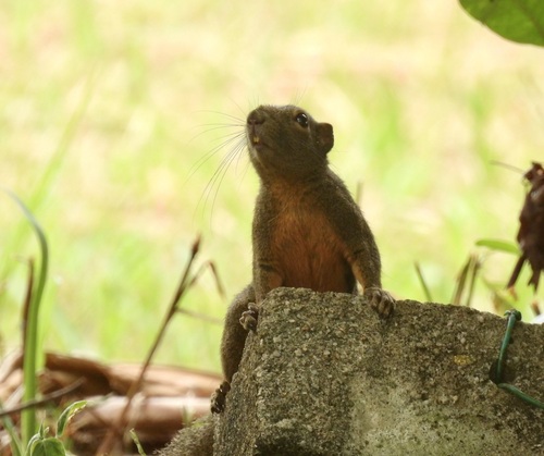 Callosciurus notatus