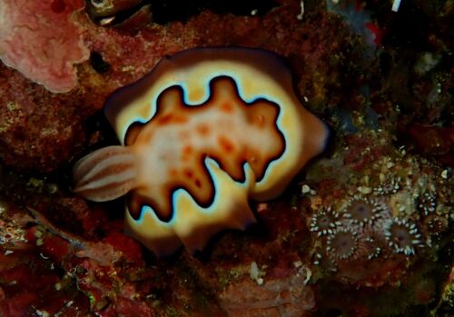 Goniobranchus coi