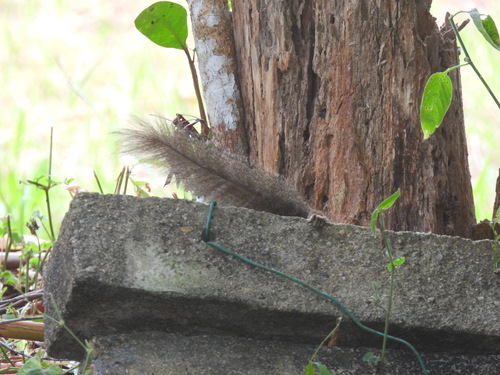Callosciurus notatus