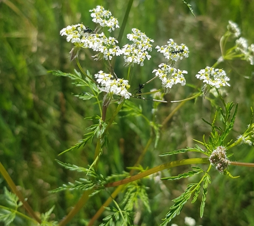 Thin sphallerocarpus (Sphallerocarpus gracilis)