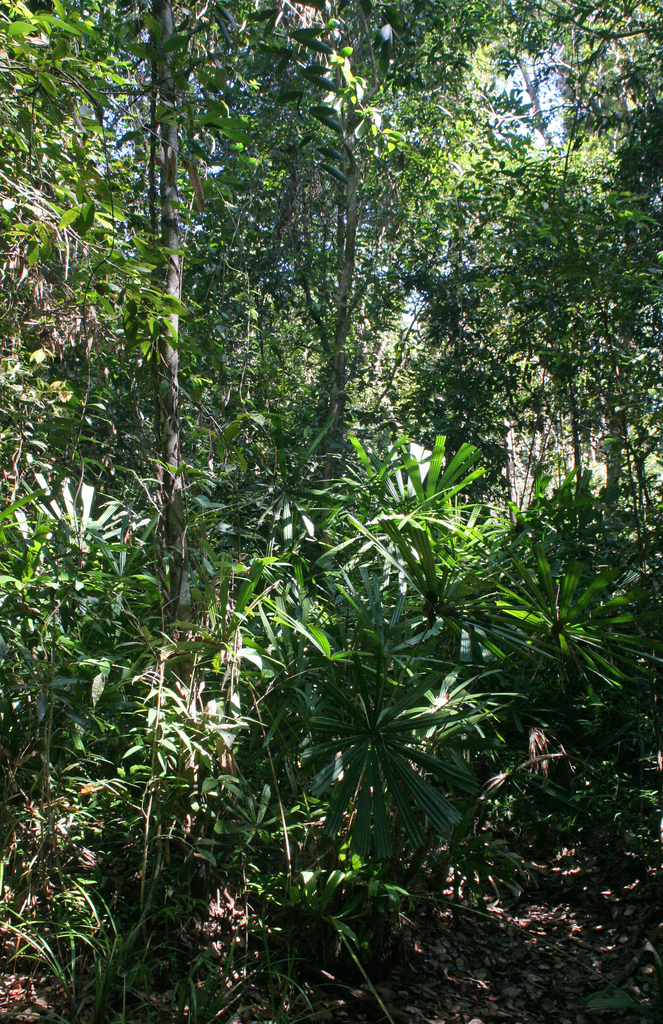 Mật cật gai – Licuala spinosa