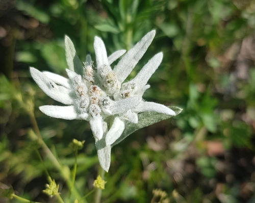 Yellowish Edelweiss (Leontopodium ochroleucum)
