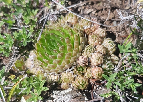 spiny pennywort (Orostachys spinosa)