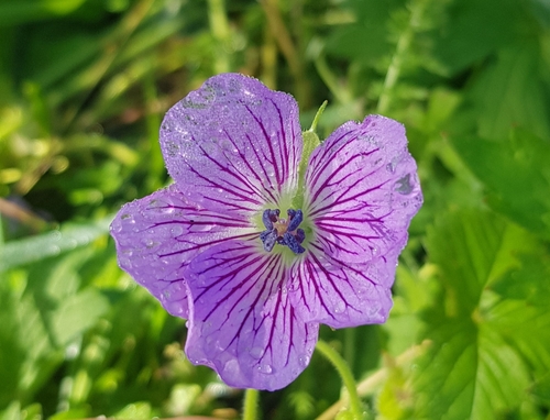 Wlassov's cranesbill (Geranium wlassovianum)
