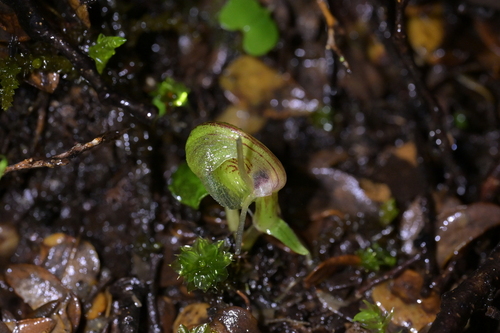 Zeller's spider orchid (Corybas walliae)