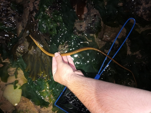 Snake pipefish (Entelurus aequoreus) — Syngnathidae — 2