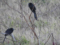 Crotophaga sulcirostris