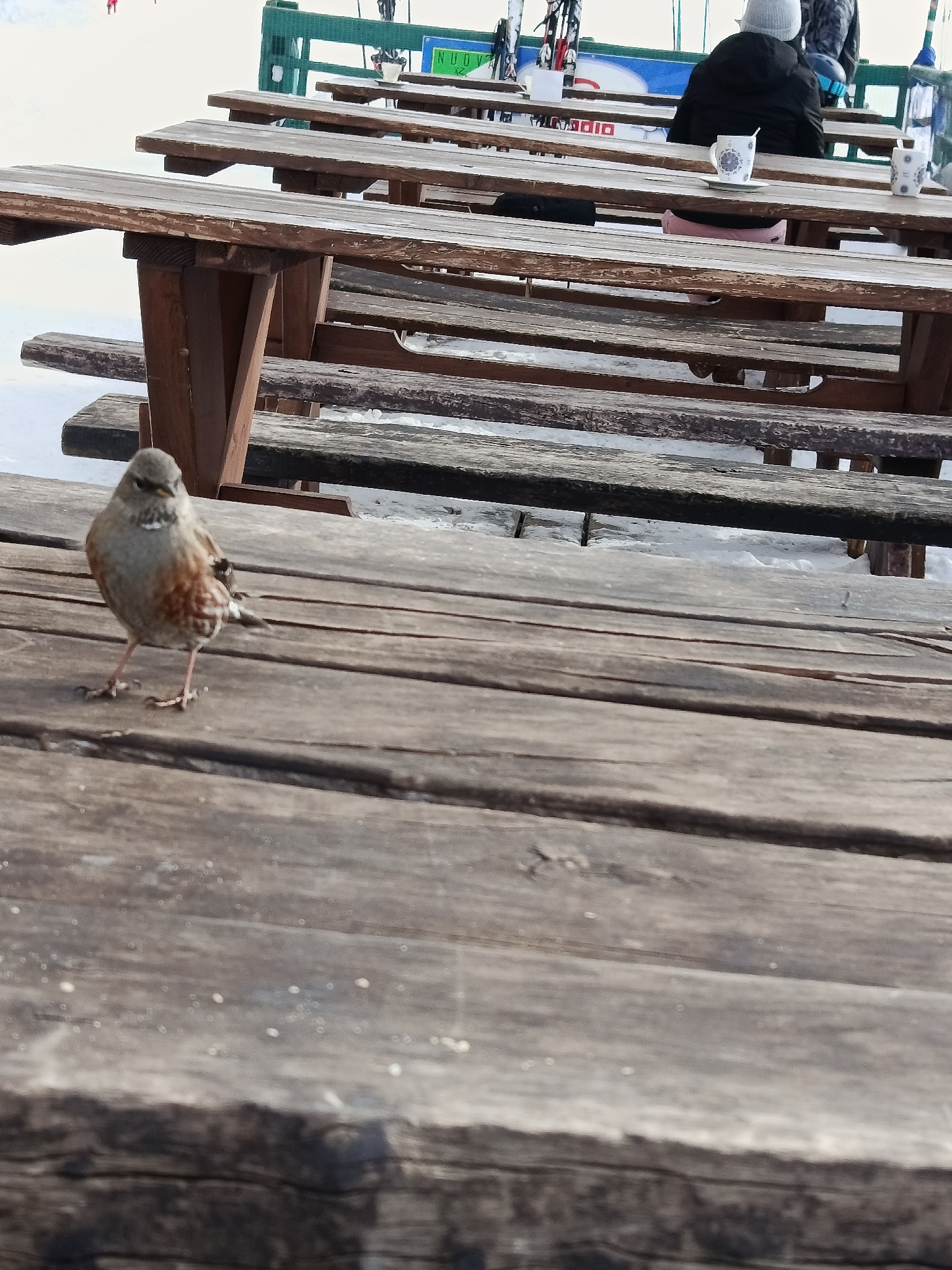 Alpine Accentor (Prunella collaris), photo 6