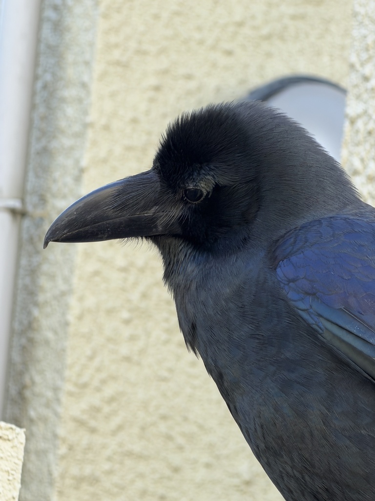 January Crow Japanese Crow from Honshu, Setagaya, Tokio, JP on January 27, 2026 at ...