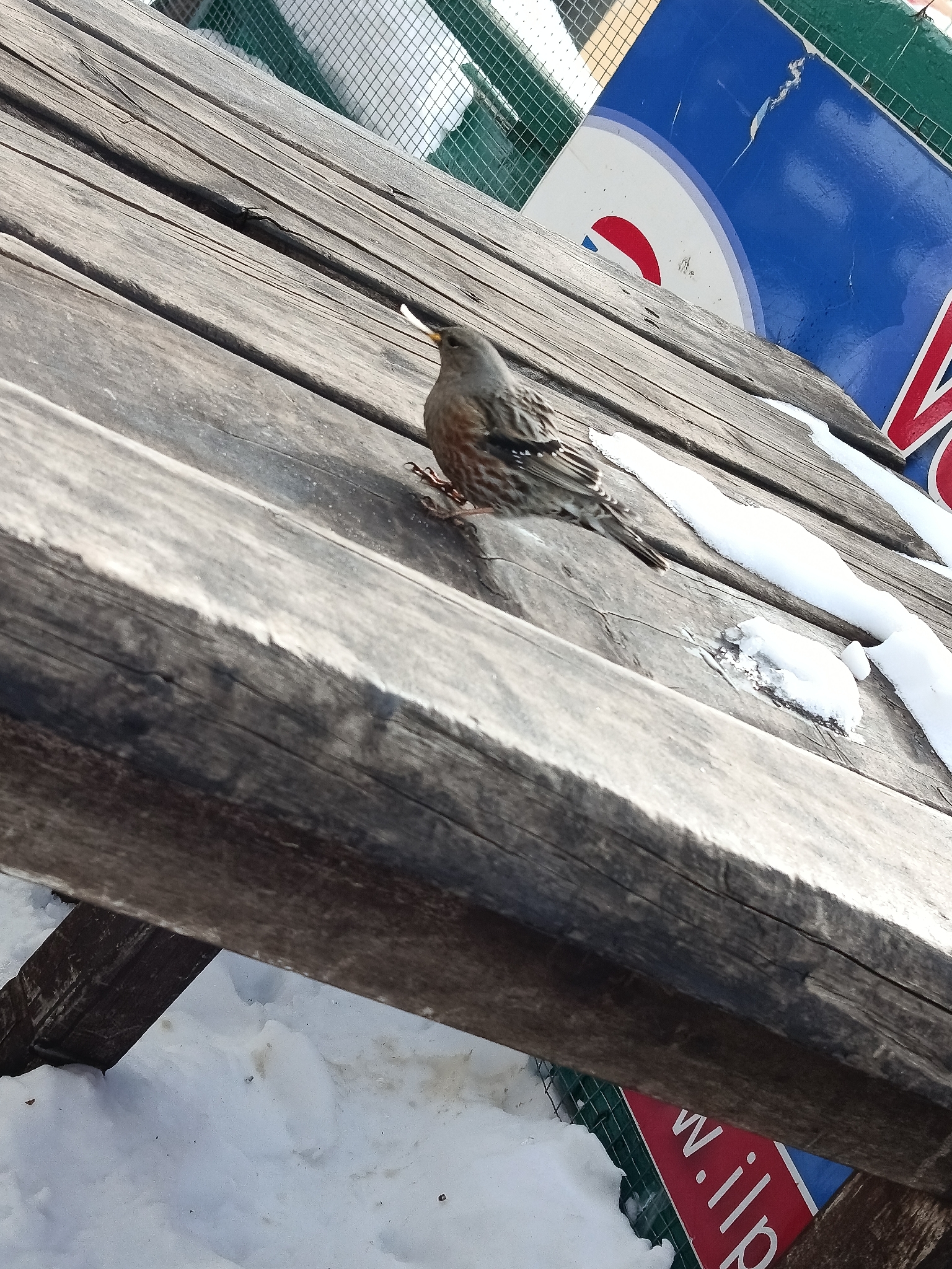 Alpine Accentor (Prunella collaris), photo 7