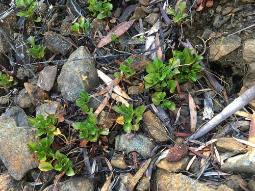 Image of Viola serpentinicola by (c) Miguel de Salas, some rights reserved (CC BY-SA)