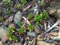 Viola serpentinicola