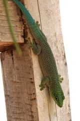 Phelsuma standingi