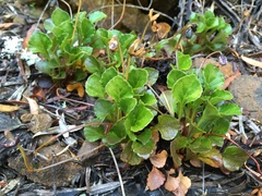 Viola serpentinicola
