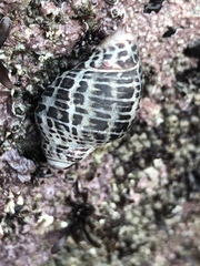 Acanthinucella punctulata