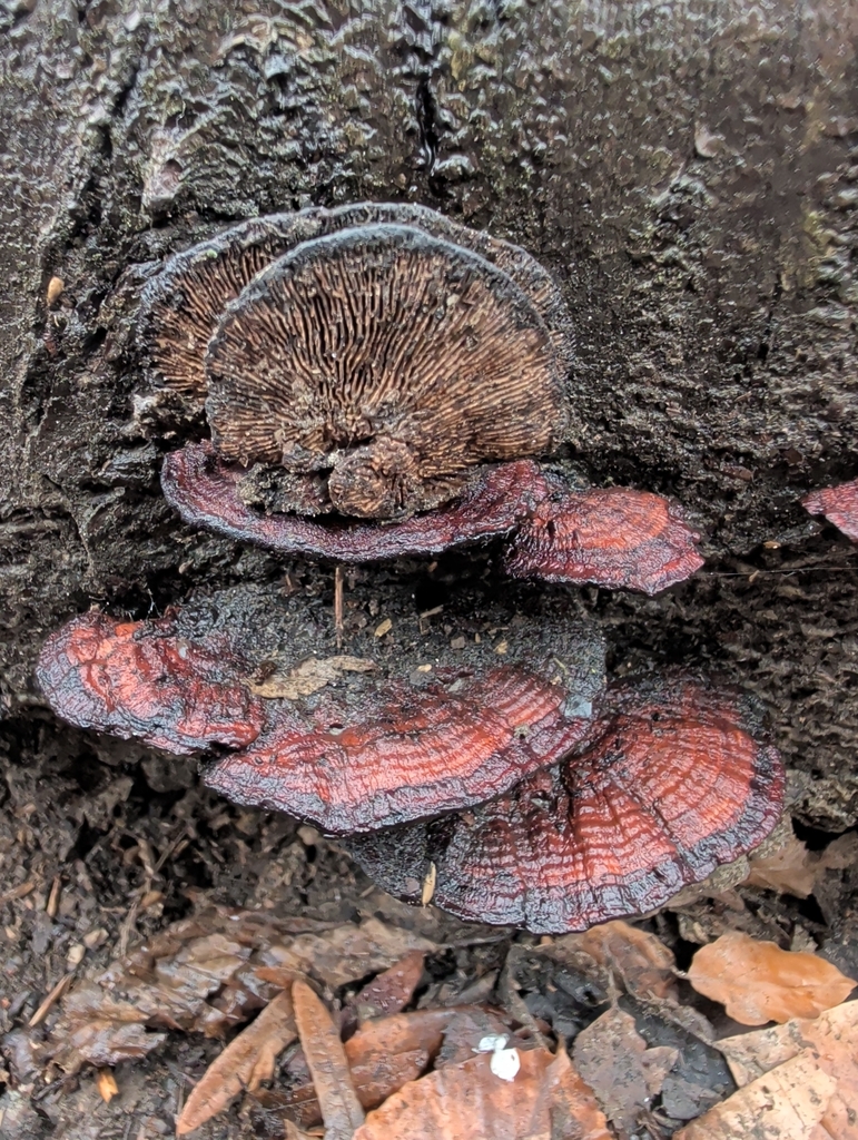 Daedaleopsis confragosa · January 2026 · photo: © vincent_b (iNaturalist, cc-by)