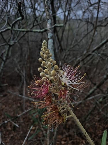Morisonia longifolia (Morisonia longifolia)