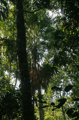 Livistona saribus, photograph 4