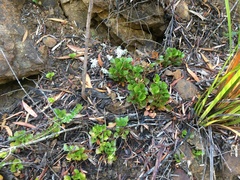 Viola serpentinicola