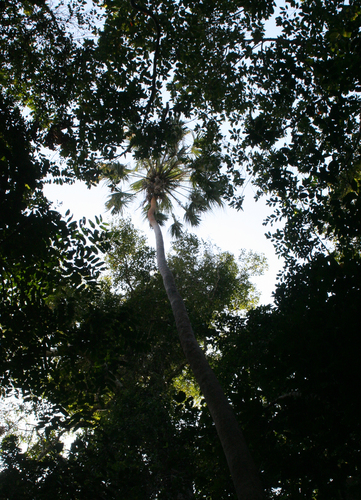 Livistona saribus, photograph 5