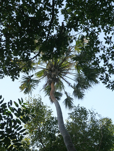 Livistona saribus, photograph 6