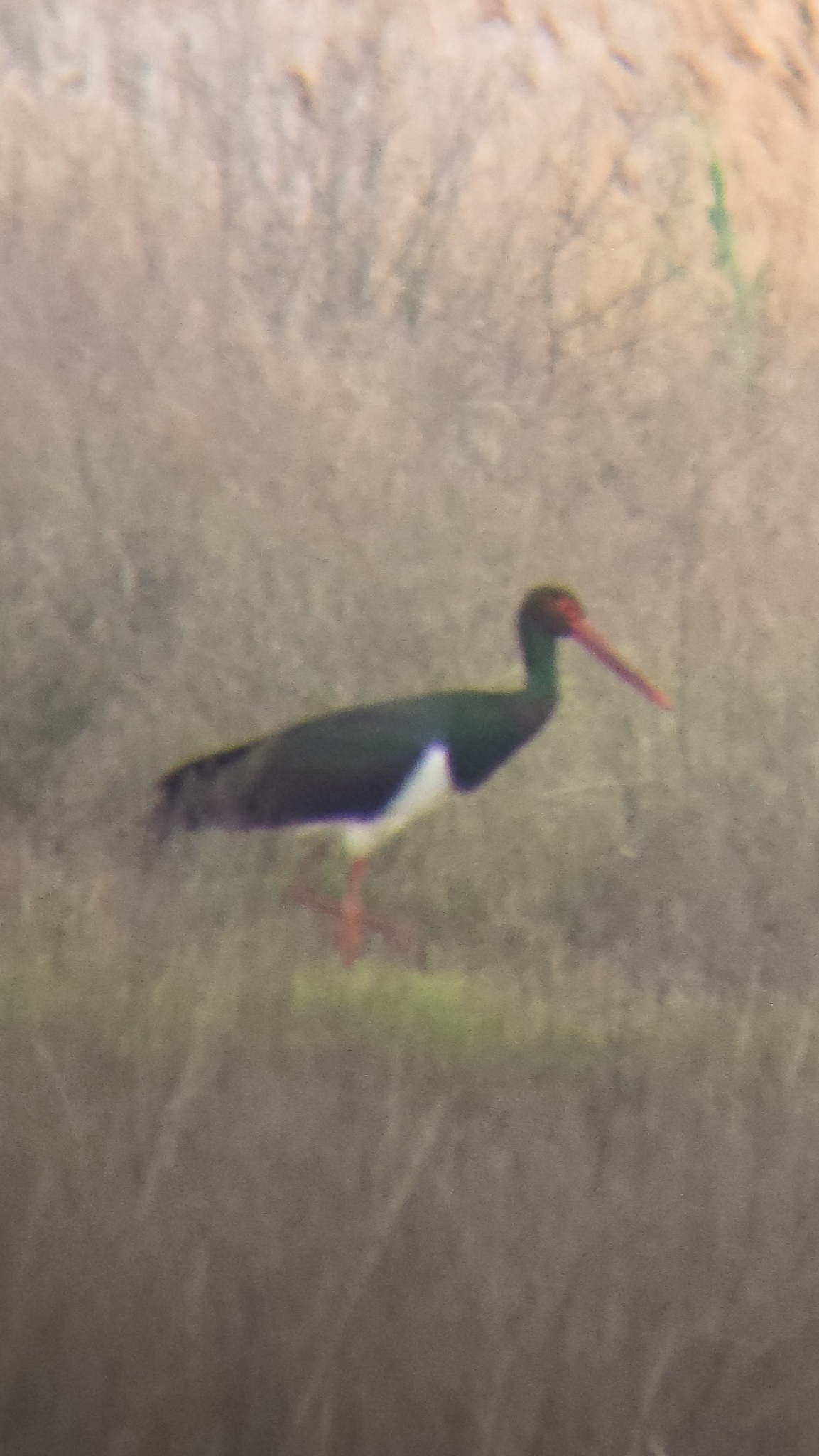 Black Stork (Ciconia nigra), photo 2