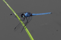 Trithemis dorsalis