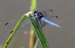 Trithemis dorsalis