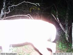 Lynx rufus escuinapae