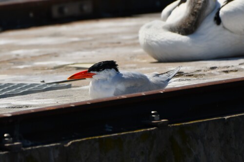 iNaturalist: (c) scorpio83, some rights reserved (CC BY-NC) iNaturalist image